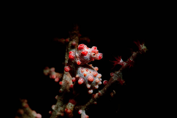 Bargibant's seahorse A pygmy seahorse in Indonesia coral gorgonian coral hydra reef stock pictures, royalty-free photos & images