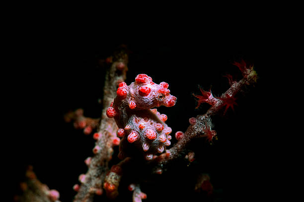 Hippocamphus bargibanti A seahorse in Lembeh Strait coral gorgonian coral hydra reef stock pictures, royalty-free photos & images