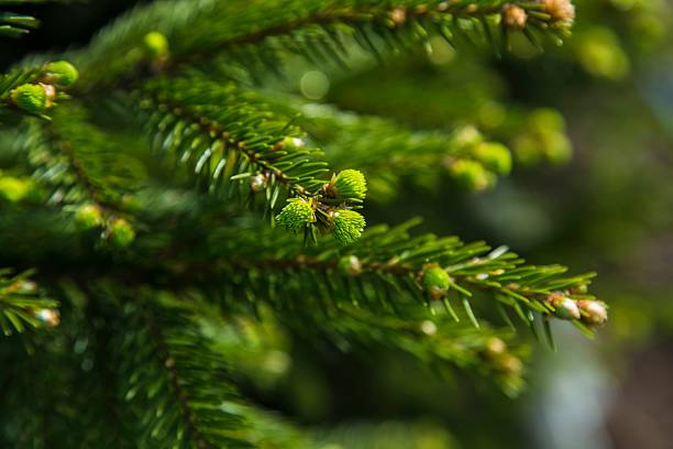 istock Young sprout of spruce 592676032