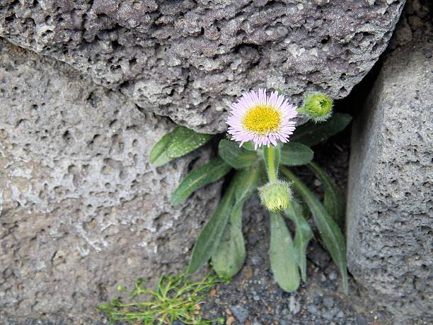 istock Flower Growing in a Crevice 592676544