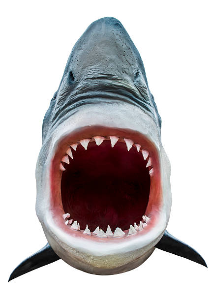 Shark attack Model of shark with open mouth closeup. Isolated on white. Path included. animal mouth stock pictures, royalty-free photos & images