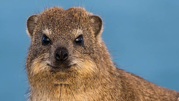 Rock Hyrax at the beach Lovely "Dassie" or "Rock Hyrax" (Procavia capensis) with the ocean in the background spotted in Hermanus in the Western Cape of South Africa. hyrax stock pictures, royalty-free photos & images
