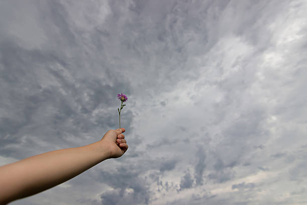 istock Children's hand holds a wiled flower 592678524