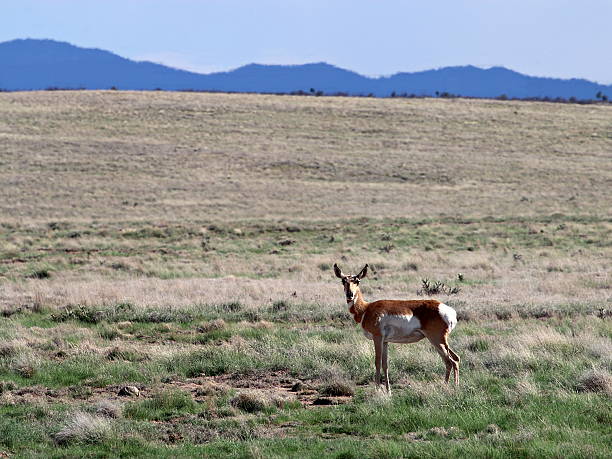Pronghorn Doe in Prescott Highlands