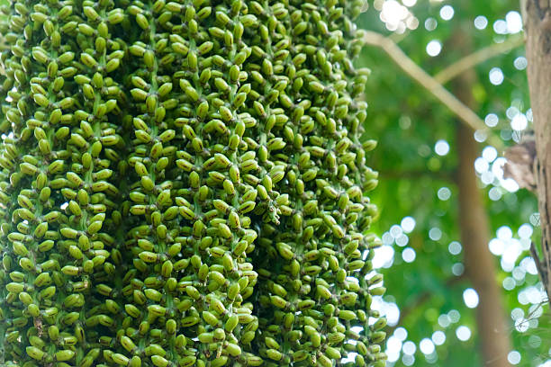 Betel palm or Betel nut or Areca catechu green raw in bunch. Betel leaves are used in folk medicine of Asian countries as an aphrodisiac, analgesic and antiseptic. Botanical photography.
