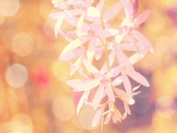 istock beautiful flowers made with color filters 592679292