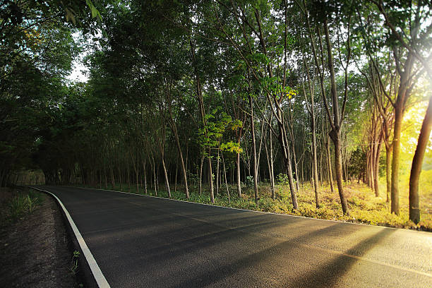 istock Country road through the tree tunnel with sun rays. 592680872