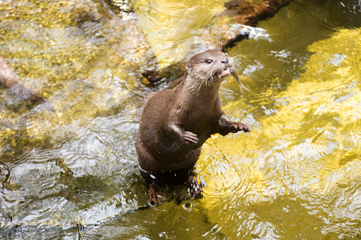 otter standing and waited eating fish