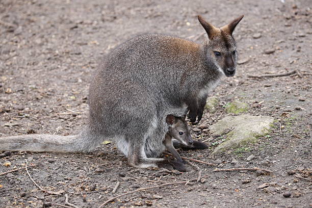 istock Wallaby mother with baby in pouch 592682084