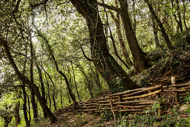 A fence running through and Italian, Umbrian forest near Assisi. Near the Hermitage of Carceri