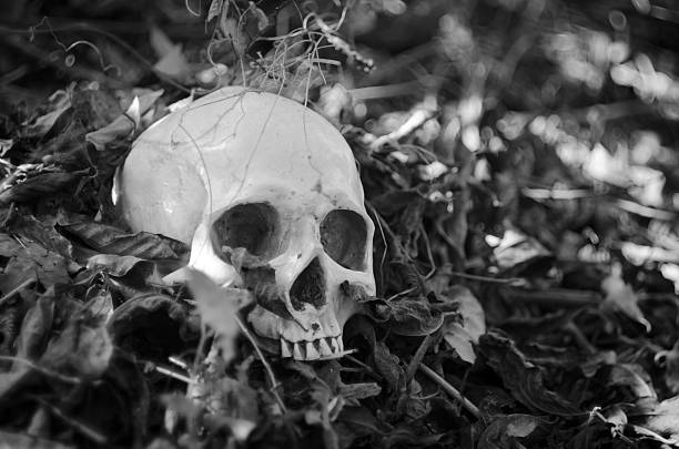 istock human skull in the dry leaves 592682608