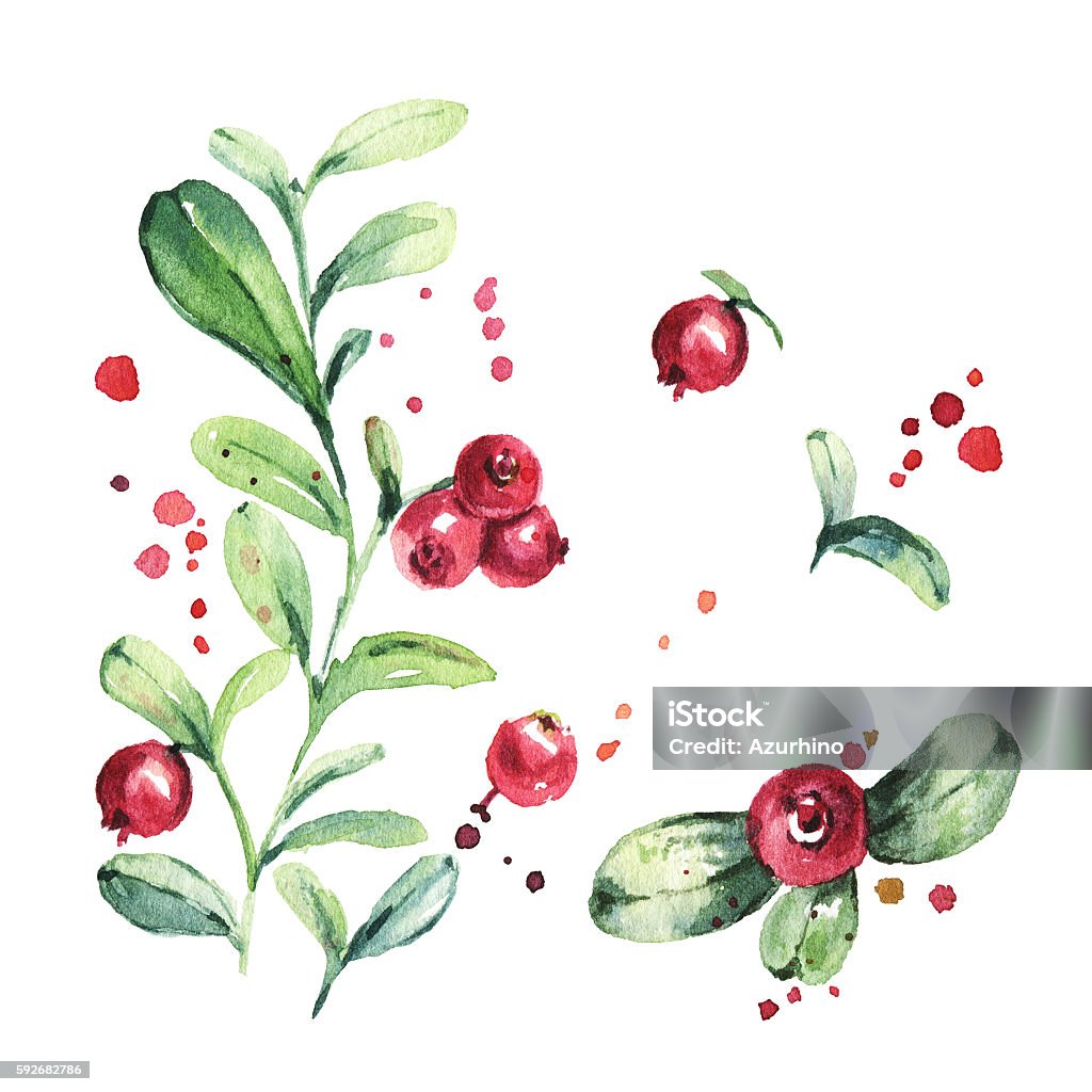 Lingonberry, foxberry, cowberry, cranberry. Watercolor painting Set of wild northern berries. Lingonberry, foxberry, cowberry, cranberry. Watercolor painting Cranberry stock illustration