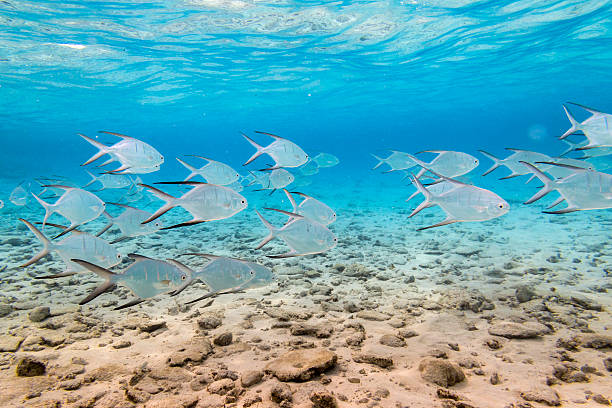 istock Salt water fishes 592683358