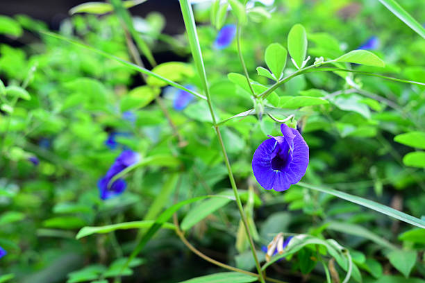 istock Pea Flower on the Ivy Plant 592683448
