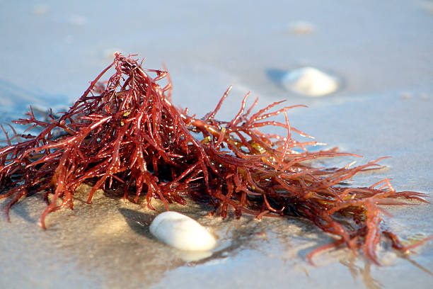 seeweed na plaży - red seaweed zdjęcia i obrazy z banku zdjęć