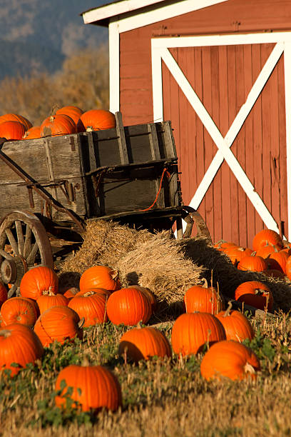 istock Pumpins in a wagon in a Pumpkin Patch 592683956
