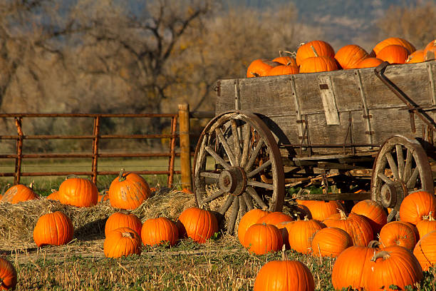 Many Pumpkins in a cart at a Pumpkin Patch An old rustic cart filled with pumpkins on a fall day horse cart photos stock pictures, royalty-free photos & images