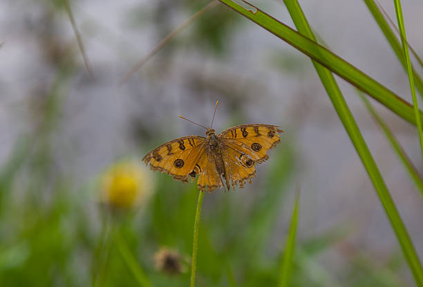 istock Orange butterfly on field, Laos 592684816