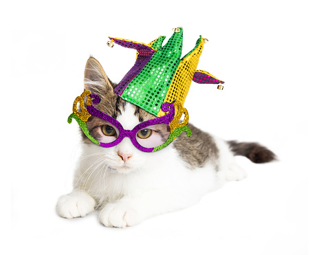 Kitten Wearing Mardi Gras Hat and Glasses