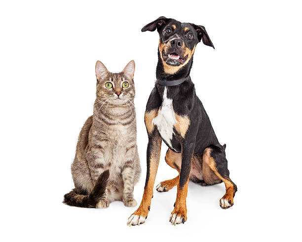 Happy Smiling Tabby Cat and Crossbreed Dog Happy large dog and tabby cat sitting together on white background mixed breed cat stock pictures, royalty-free photos & images