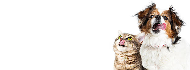 istock Funny Hungry Cat and Dog Horizontal Banner 592685490