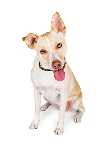 istock Attentive Crossbreed Yellow Dog on White 592685530