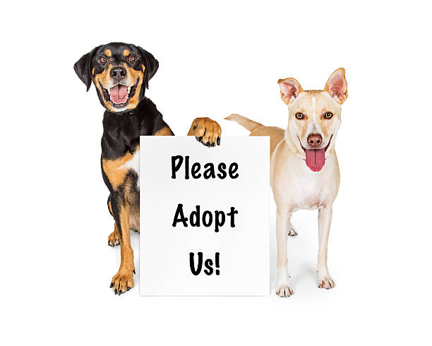istock Two Dogs With Adopt Us Sign 592685538