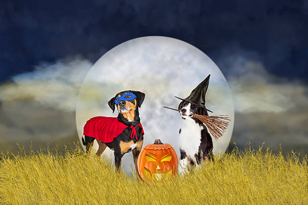 Dogs in Halloween Costumes at Night Two dogs wearing Halloween costumes outdoors in a wheat field with night sky and full moon in background dog in halloween hat of witch stock pictures, royalty-free photos & images