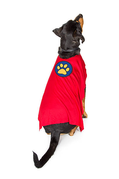 istock Dog Wearing Super Hero Cape Facing Away 592685614