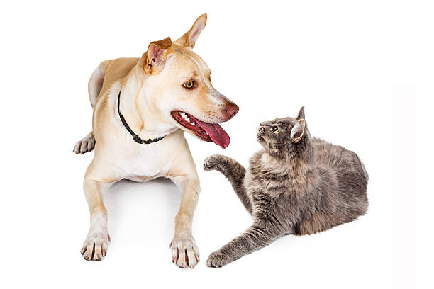 istock Dog and Cat Looking at Each Other 592685626