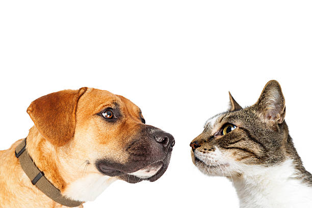 istock Closeup Cat and Dog Facing Each Other 592685642