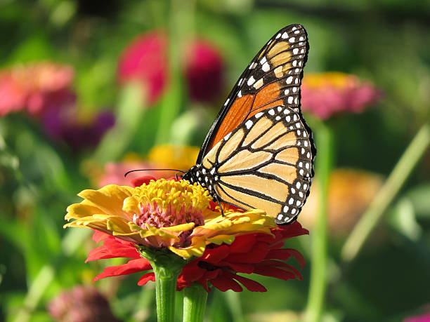 istock Pretty Monarch Butterfly on a Zinnia Flower 592685832