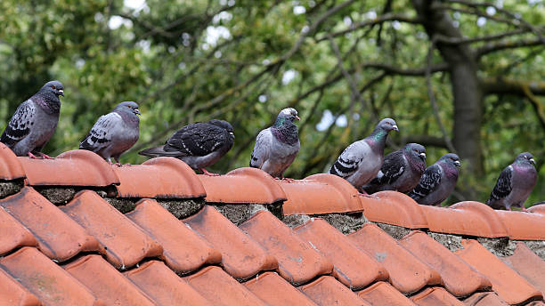 istock Pigeons sitting on the roof 592685898