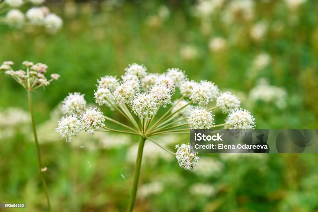 Archangelica in the forest Archangelica in the forest. On green backgrouns Angelica Stock Photo