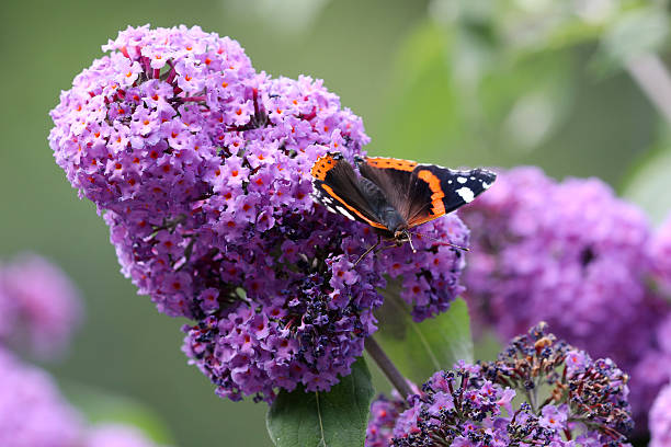 istock atalanta on purple flower 592686532