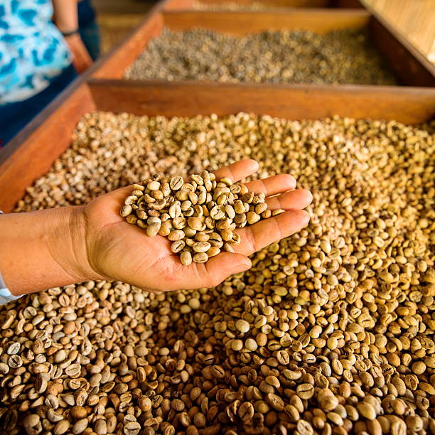 istock dry coffee beans in farmer hand at plantation 592687762