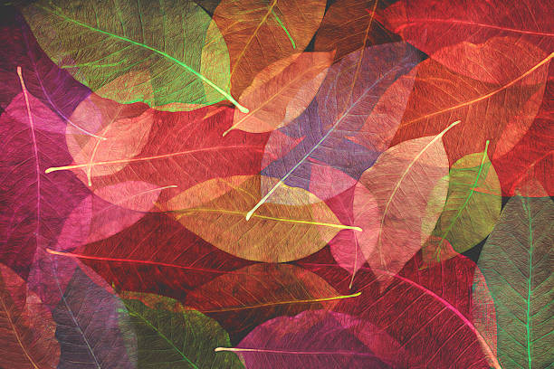 istock Composition Abstract colorful Skeleton magnolia leaves, wallpaper 592687862