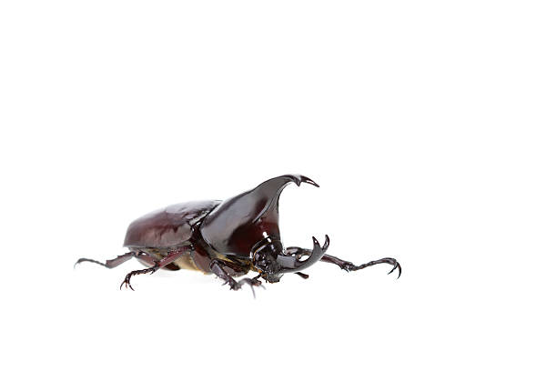 istock Close up male fighting beetle (rhinoceros beetle) isolated on wh 592688846