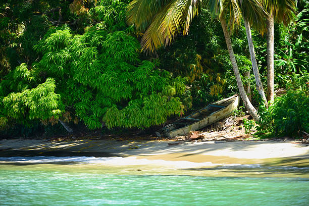 istock Digital art, paint effect, Palm tree Samana beach, Dominican republic 592689090