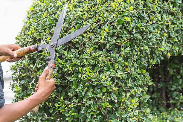 istock Gardener cutting a hedge in the garden 592689310