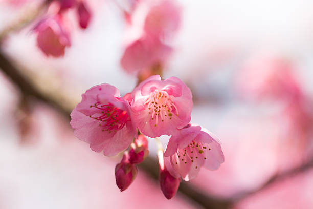 istock cherry blossom, Chiang Mai, Thailand 593295550