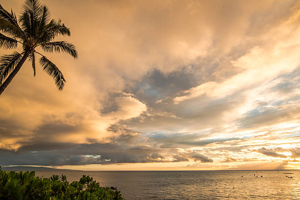 palmier sur la côte de maui avec sunset paddlers - maui beach palm tree island photos et images de collection