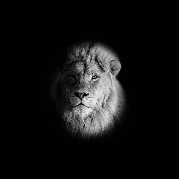istock Monochrome Male Lion Portrait 593296506