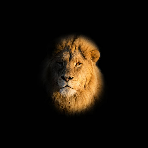 istock Male Lion Portrait 593296530