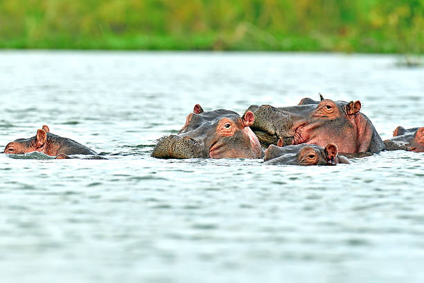 Hippos in the river Mara National Park Masai MaraHippos in Lake Naivasha National Park Naivasha