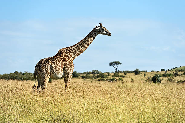 istock Giraffe in the African savannah 593297396