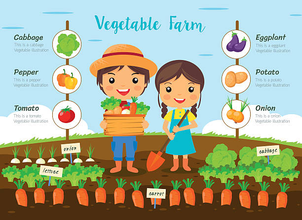 ilustrações de stock, clip art, desenhos animados e ícones de vegetable farm infographic - young potatoes