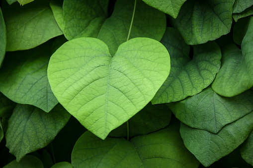 Morning Glories. Lush green heart-shaped leaves.