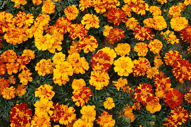 tagetes patula - french marigold -tagetes erecta - erecta imagens e fotografias de stock