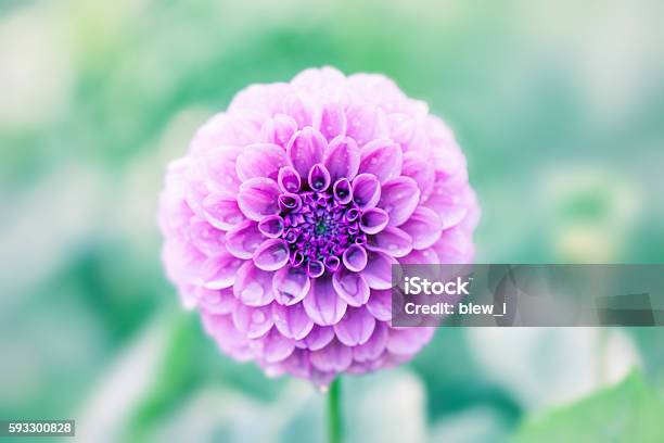 Flower Of A Dahlia Stock Photo - Download Image Now - Celebration, Chrysanthemum, Close-up